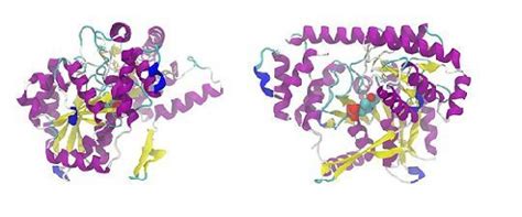 Difference Between Haemoglobin and Myoglobin (with Comparison Chart) - Bio Differences