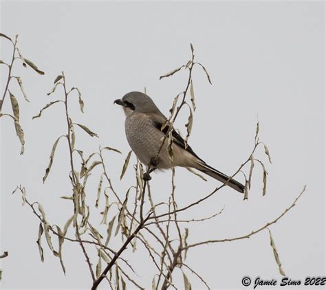 Northern Shrike Ironekilz Flickr