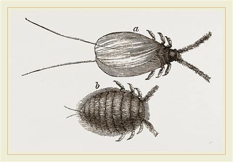 Cochineal Insects Drawing by Litz Collection - Fine Art America