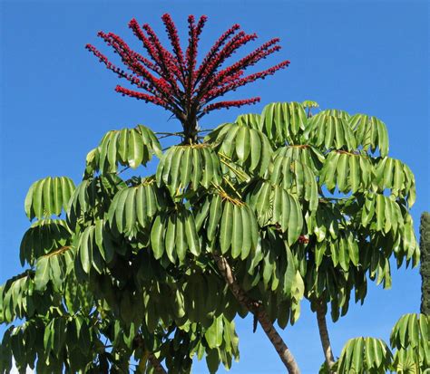 Schefflera Actinophylla Parapluboom Quinta Dos Ouriques