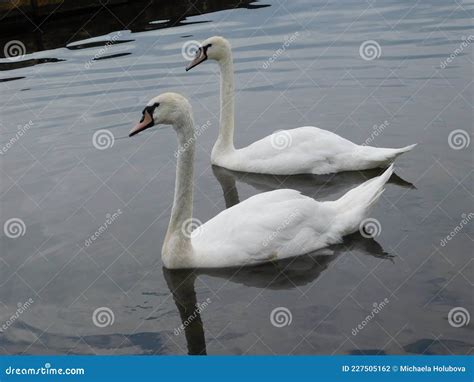 Mute Swan Diving For Lunch Foraging On Aquatic Vegetation From