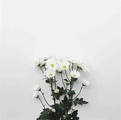 White Flower Aesthetic Zhongli References Mdqahtani