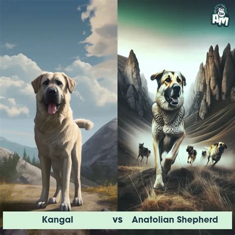 Kangal: Predator-Prey Interactions, Fights, and Aggressive Behaviors ...