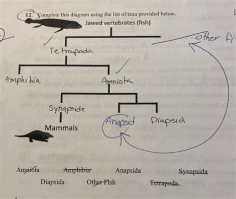 Vertebrates Midterm Flashcards Quizlet