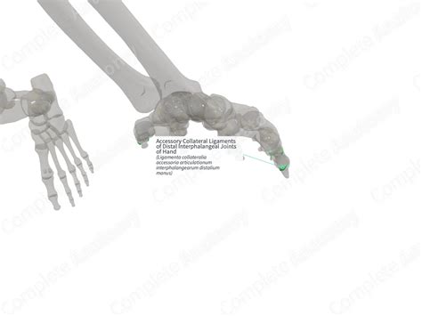 Accessory Collateral Ligaments of Distal Interphalangeal Joints of Hand ...