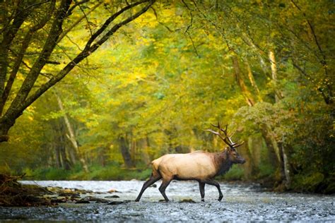 Where to See Fall Colors in North Carolina Smoky Mountains