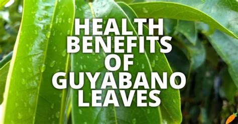 10 Potential Health Benefits Of Guyabano Leaves