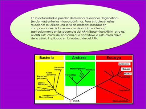 Clasificacion De Los Microorganismos Mind Map Images