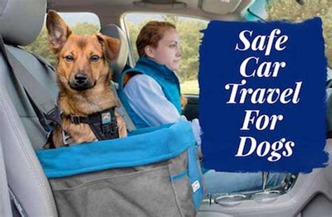 how to travel with dogs in car