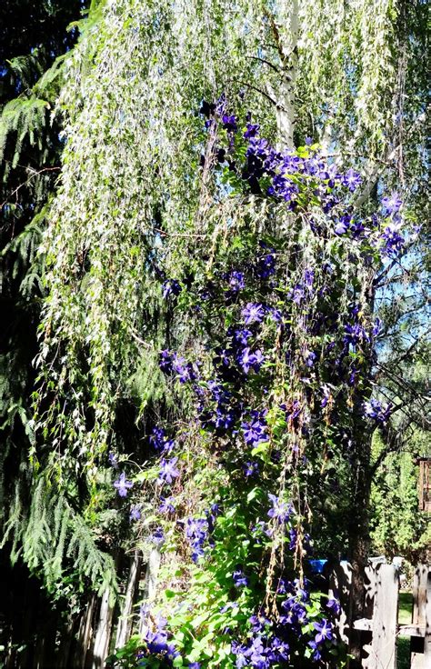 Boise Daily Photo Garden Shot Birch Tree With Purple Flowers