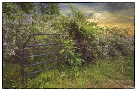 A Gate To Nature Is A Gate To Heaven Crziebird Flickr