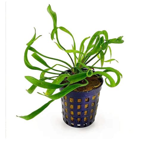 Echinodorus Vesuvius – Live Aquarium Plant - Roxy Aquarium