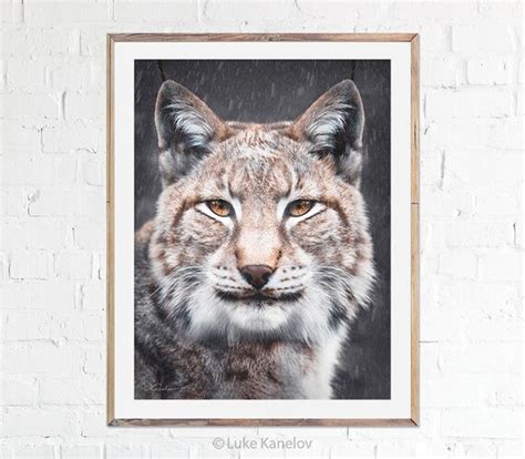 Lynx Print Eurasian Lynx Wild Cat Nursery gift Wildlife | Etsy