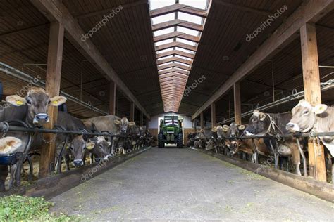 Tractor Passes Barn For Feeding Several Milk Cows At Farm Stock Photo