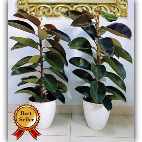 Jual TANAMAN HIAS KARET KEBO FICUS ELASTICA Shopee Indonesia