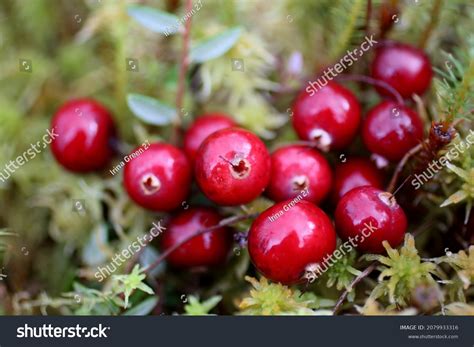 Cranberry Wild Bunch Red Berries Cranberries Stock Photo 2079933316