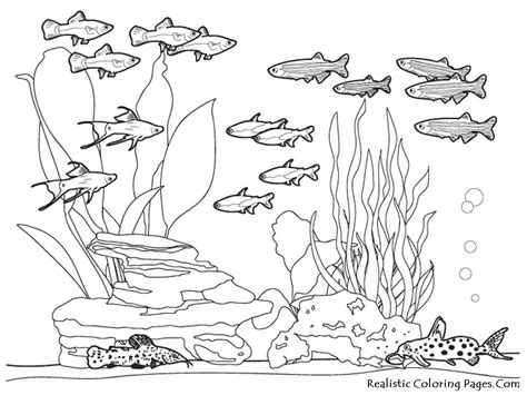 Realistic Ocean Animals Coloring Pages