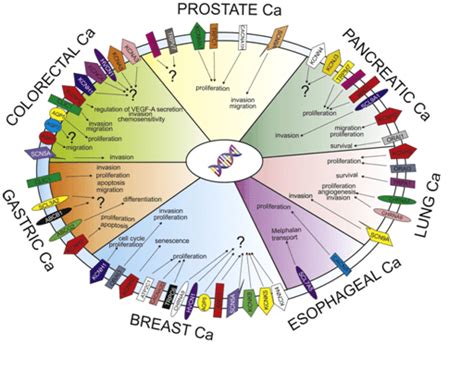 Cancer Biomarkers I Ion Channel Screening Assays