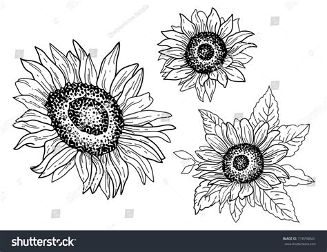 Sunflowers Hand Drawn Shutterstock