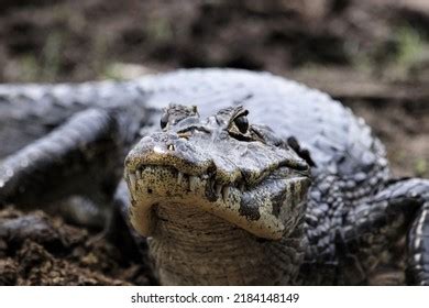 Cayman Yacare Popularly Known Alligator Pantanal Stock Photo 2184148149 ...