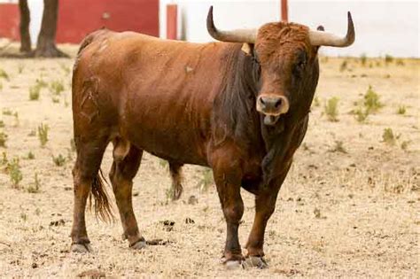 Toro Duero – Toro Duero