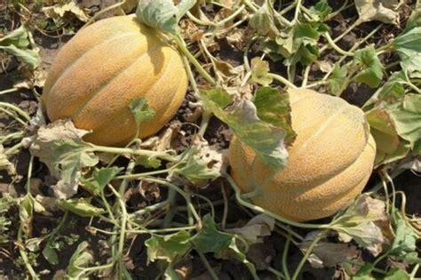 How To Pick The Perfect Cantaloupe In Feb 2023 Artofit