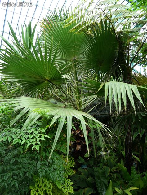 Fiche Washingtonia Filifera Brahea Filamentosa Pritchardia Filifera