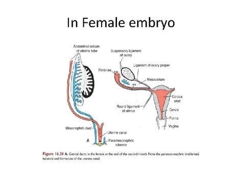 Genital Organs Embryology Secondary Sex Organs Secondary Genital