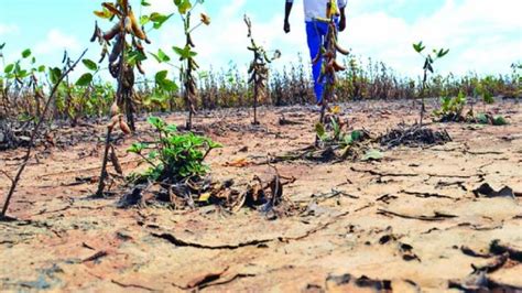 Declaran El Estado De Emergencia Agropecuaria En La Provincia De