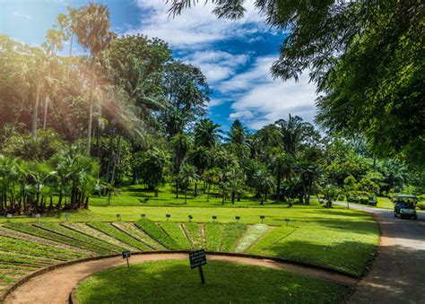 Peradeniya Botanical Garden Map | Fasci Garden