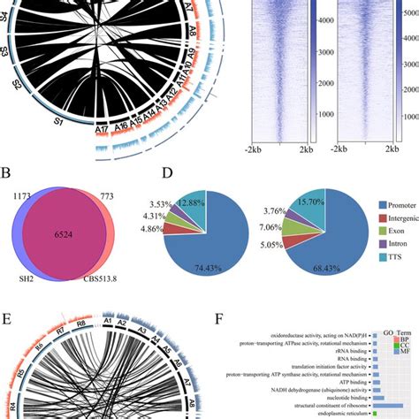 Differential Open Chromatin Accessibility Analysis Of A Niger A