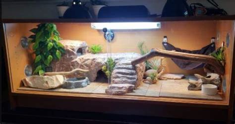 Bearded Dragon Tank Setup Ideas And Placement Pet Care Advisors