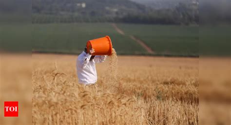 Punjab Lakh Metric Ton Of Wheat Procured In Ludhiana District