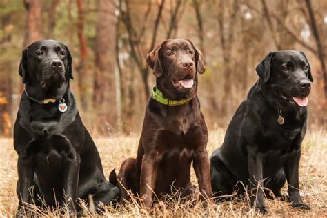 13 Labrador Retriever Colors & Patterns (With Pictures!)