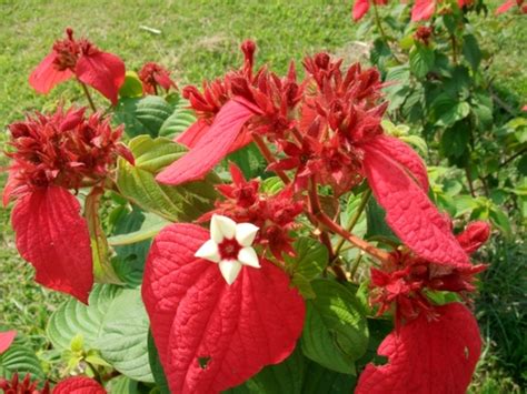 Mussaenda Erythrophylla Red Flag Bush Plant With Free Shipping