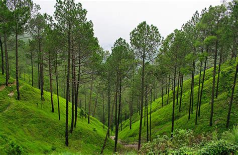 Tourism of Uttaranchal | Uttaranchal: Ranikhet | Ranikhet Hill Station ...