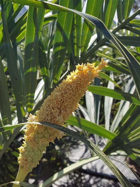 Xl Seashore Palm Tree Allagoptera Arenaria Kens Nursery