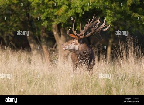 Red deer Rutting season Stock Photo - Alamy