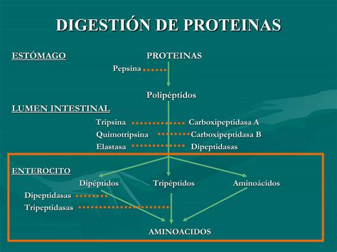 Proteinas Digestión absorción y metabolismo PPT