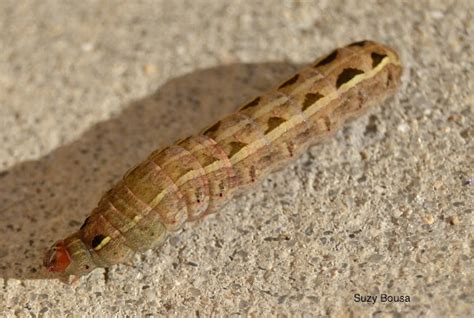 Yellow Striped Armyworm Project Noah