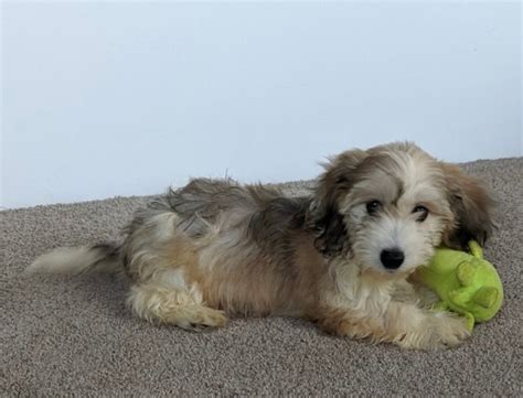 Cavachon For Sale Millersburg Oh Female Stacy Ac Puppies Llc