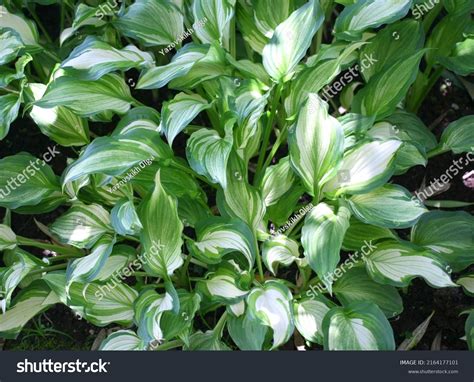 Hosta Funkia Plantain Lilies Garden Closeup Stock Photo