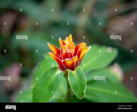 Fire Flower Red and Yellow Stock Photo - Alamy