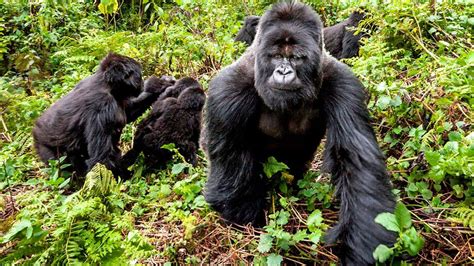 Mountain Gorilla trekking in Congo- Virunga National Park, Best Time