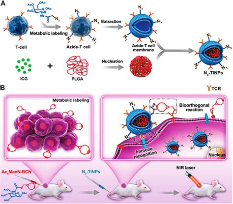 Frontiers Engineered Cell Membrane Derived Nanocarriers The Enhanced