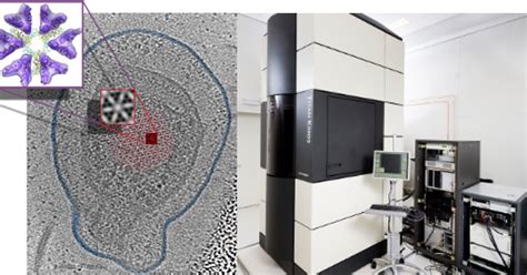 New IBL Professor In Ultrastructural Biology Ariane Briegel Leiden