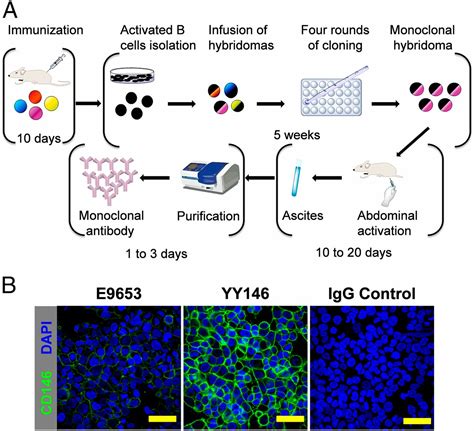 Targeting Cd146 With A 64cu Labeled Antibody Enables In Vivo Immunopet