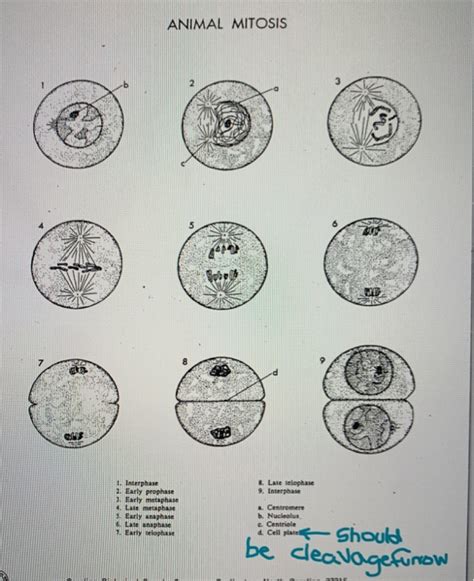 Solved 4. Use a diagram to contrast telophase 1 of meiosis | Chegg.com