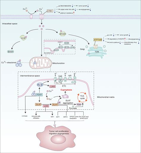 Frontiers The Implications And Prospect Of Cuproptosis Related Genes