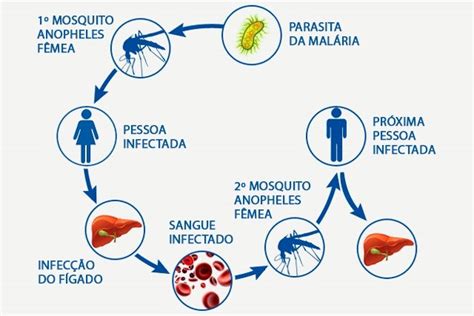 Conheça o Ciclo da Malária e saiba como identificar esta infecção Tua